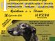 Quintana de la Serena acoge en septiembre la I Jornada de Formación del Mundo del Galgo
