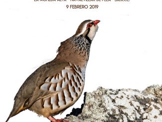 Navalvillar de Pela será escenario el 9 de febrero del Campeonato de Extremadura de Perdiz con Reclamo