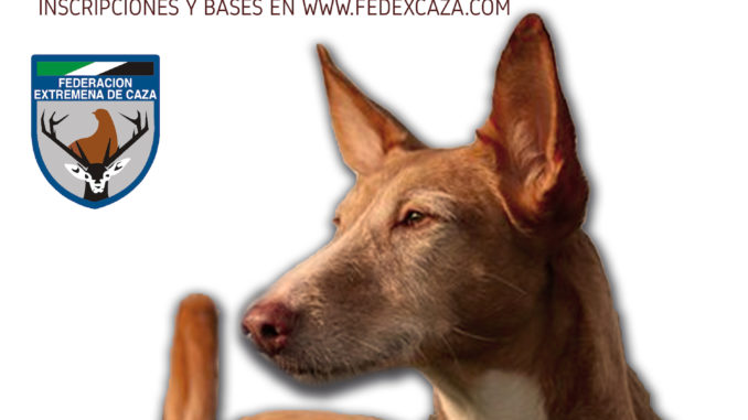 El Campeonato de Extemadura de Trabajo para Podenco Andaluz y Maneto se celebrará el 30 de marzo en Mérida
