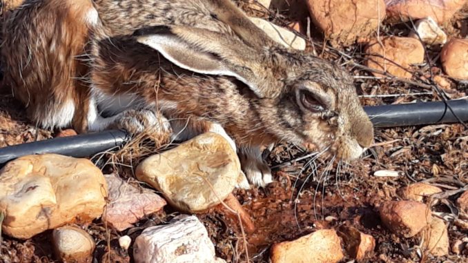 FEDEXCAZA reclama a la Junta medidas urgentes ante el rebrote de la mixomatosis de la liebre en Extremadura