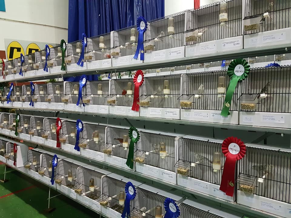 Resumen del IV Internacional de Ornitología del Oeste Alburquerque (1)