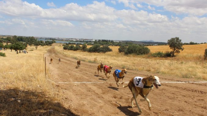 FEDEXCAZA lanzará una liga de competición de carreras de galgos con liebre mecánica