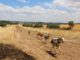FEDEXCAZA lanzará una liga de competición de carreras de galgos con liebre mecánica