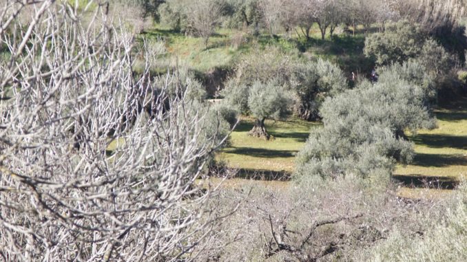 VI Subida al Convento. I Trail Extrem Miel de La Lapa
