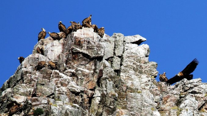 La mayoría de los ayuntamientos de Monfragüe apoyan el cambio de la Ley de Parques Nacionales para permitir la caza sostenible