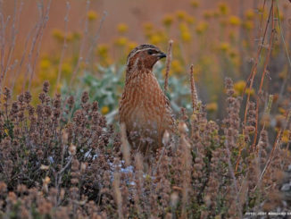Los cazadores de Extremadura entregan más de 900 muestras de codorniz para el proyecto Coturnix