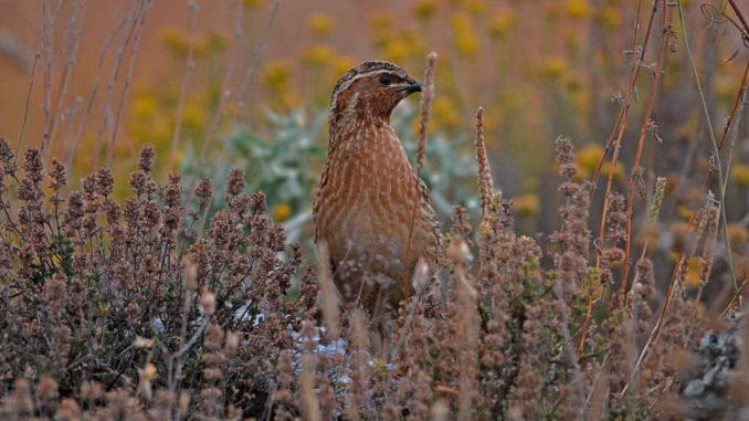 Los cazadores de Extremadura entregan más de 900 muestras de codorniz para el proyecto Coturnix